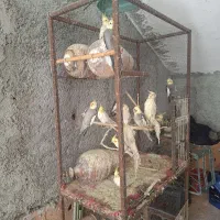 عروس هلندی