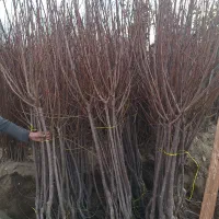 تک و عمده انواع نهال و درخت ریشه ایی موجود