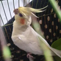 عروس هلندی ماده