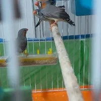 قناری و فنچ|پرنده|ارومیه, |دیوار