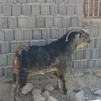 پازن