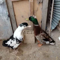 اردک کاکلی بالغ