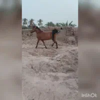 اسب