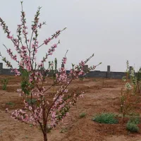 باغستان ۵ ستاره مامونیه|فروش زمین و ملک کلنگی|تهران, فردوس|دیوار