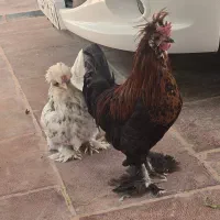 جفت کاکلی پاپر