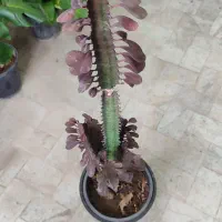 انواع گل‌های آپارتمانی|گل و گیاه طبیعی|تربت‌حیدریه, قائم|دیوار