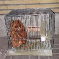قفسه پرنده