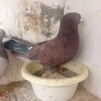 کفتره گرو|حیوانات|قم, شاه ابراهیم|دیوار