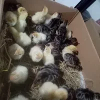 فروش جوجه بوقلمون برنز اصل و بیوتی، غاز، اردک و