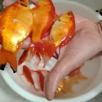 ماهی نیمچه قرمزآنهایی که نیمچه میخواهند