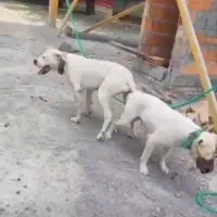 واگذاری توله داگو ارژانتینو|سگ|قائمشهر, |دیوار