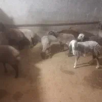 ۸عدد برماده|حیوانات مزرعه|کاکاوند, |دیوار