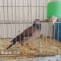 مرغ مینا سخنگو