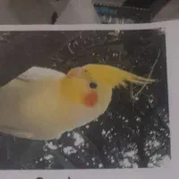 گمشده -عروس هلندی