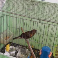 قناری نر سرخ