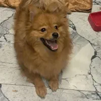 پامرخرسی ۱۰ ماهه شناسنامه دار