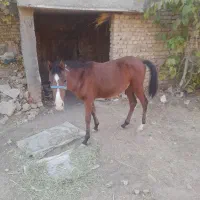 کره اسب نژاد طوفان هفت ماهه