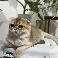 بچه گربه بریتیش اسکاتیش