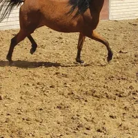 کره مادیان عرب یک سر