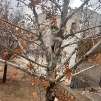 فروش بلیط  کنسرت کاکو بند