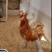 تخم مرغ نطفه دار لهستانی،پولند