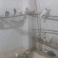 25 عدد تهرانی همه ضمانتی