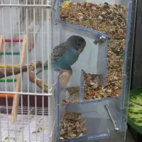 جا غذایی مکانیزه|لوازم جانبی حیوانات|اهواز, کیانشهر|دیوار