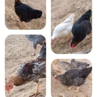 تخم مرغ نطفه دار تضمینی مرغ و خروس فروشی هم هس|حیوانات مزرعه|شیراز, باهنر|دیوار