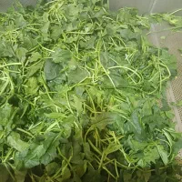 یک کارگاه سبزیجات  به چند همکار خانم نیازمنداست