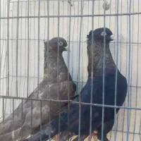 کبوتر چشم نوک سفید|پرنده|بندرعباس, |دیوار