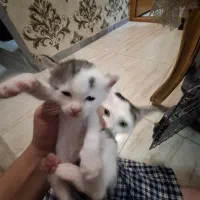 ۲ عدد گربه ۲ ماهه واگذاری رایگان|گربه|شهریار, شهریار|دیوار