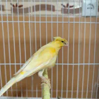 قناری نر کاکلی