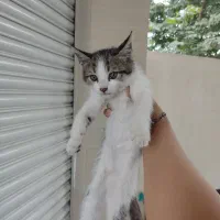 واگذاری گربه