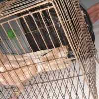 کفتر ،کبوتر