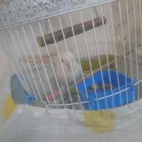 طوطی برزیلی ماده مارال آماده|پرنده|ملارد, |دیوار