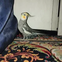 عروس هلندی