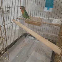 طوطی برزیلی