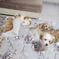 واگذاری شیتزو