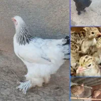 مرغ برهما لایت/جوجه بوقلمون/تیرنگ