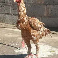 خروس|پرنده|میاندوآب, |دیوار