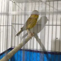 قناری|پرنده|ابریشم, |دیوار