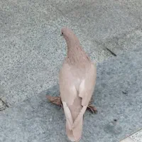 کفتر ماده زرد|پرنده|کرمان, |دیوار