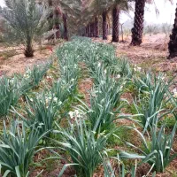 گل نرگس شهلا اصل|گل و گیاه طبیعی|جره و بالاده, |دیوار