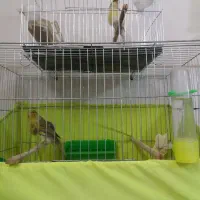 قناری نر و ماده