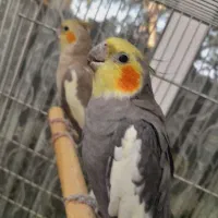 2 جفت عروس هلندی اهلی سخنگو