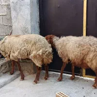 دو راس گوسفند ماده باردار|حیوانات مزرعه|بندر ماهشهر, |دیوار