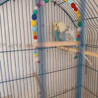 مرغ عشق های مولد با قفس|پرنده|سقز, |دیوار