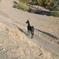 کره نریون|اسب و تجهیزات اسب‌سواری|حسین آباد, |دیوار