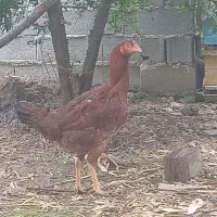 مرغ لاری اصل