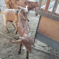 کهره ماده|حیوانات مزرعه|وحدتیه, |دیوار